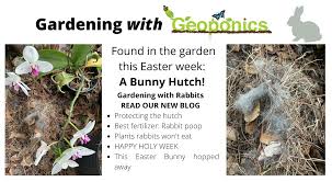 bunny in the garden geoponics corporation