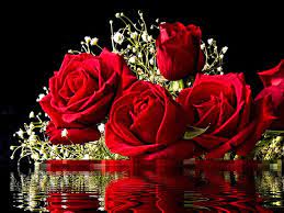 the beauty of the rose red flowers