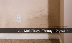 can mold spores travel through drywall