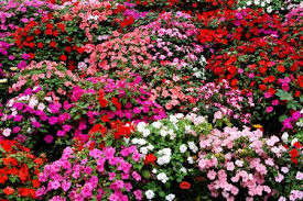 use bedding plants in your lawn or garden