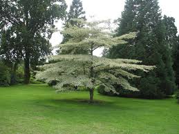 We had a hard winter and bad spring in wi. Pagoda Dogwood Information What Are Pagoda Dogwood Growing Conditions