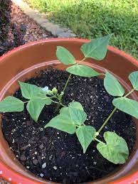 grow bush beans an easy going plant