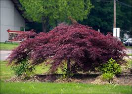 The compact form of this dwarf variety and its unique arrangement of leaves, which are layered like roof shingles, make acer palmatum 'mikawa yatsubusa'. Lace Leaf Japanese Maples Sunnyside Nursery