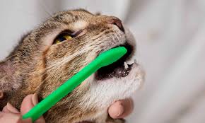 at home cat teeth cleaning how to