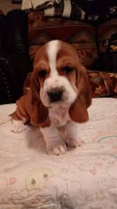 Join millions of people using oodle to find puppies for adoption, dog and puppy listings, and other pets adoption. Basset Hound Puppy Dog For Sale In Wilkesboro North Carolina
