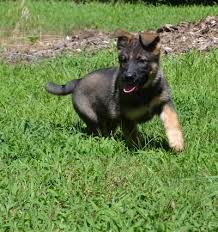 Why buy a german shepherd dog puppy for sale if you can adopt and save a life? D Litter One Oak German Shepherd Dogs