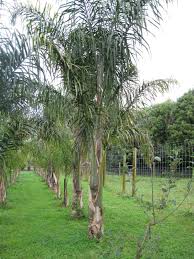 The hardiest palm trees belong to the genus sabal (palmetto) and trachycarpus (windmill palm). Queen Or Cocos Syagrus Romanzoffianum Coast Palms Cycads