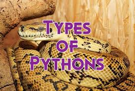 pythons pictures and identification