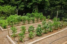 Simple Raised Beds Corner