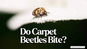 do carpet beetles bite a nightmare