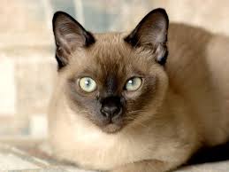 Knowing about ear mites, what the symptoms are and how to treat them is incredibly important for any feline owner. Cat Breed Profile Tonkinese Adelaidevet