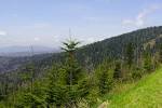 spruce-fir