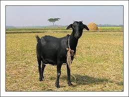 Black Bengal Goat Buy Goat Product On Alibaba Com