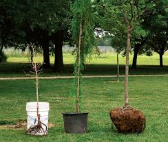 Planting Trees And Shrubs The Right Way