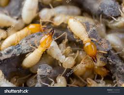 Looking for treatment ideas in controlling and getting rid of white ants? Close Up Termites Or White Ants In Thailand Termite Treatment Termite Prevention Termite Control