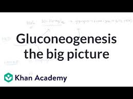 Gluconeogenesis The Big Picture Video Khan Academy