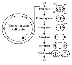 Cell Cycle Diagram Wiring Diagram