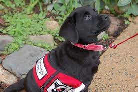 A psychiatric service dog is a dog that helps someone with anxiety, depression, people can train service dogs to perform specific tasks depending. Service Dogs For Anxiety And Depression Be Brain Fit