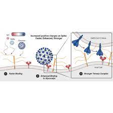 Cell Press gambar png