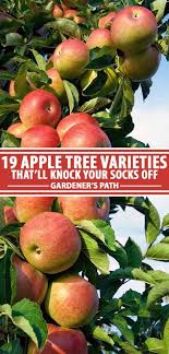 19 Best Apple Tree Varieties With A