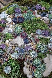 Outdoor Succulent Garden Ideas
