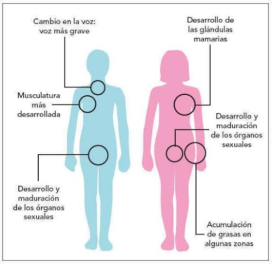 beneficios de la estimulación de la próstata en el desarrollo 