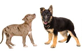 Any puppies that qualify as a german shepherd mix are a. German Shepherd Pitbull Mix A Complete Guide To This Unusual Cross