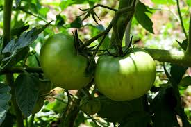 what is the best fertilzer for tomatoes