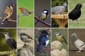 Greater Manchester S Most Common Birds