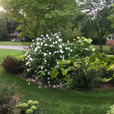After 10 years, this shrub becomes about 3m high and 80. White Chiffon Hibiscus Spring Meadow Wholesale Liners Spring Meadow Nursery