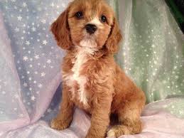 Purebred pups of iowa is your cockapoo puppy breeder, offering cockapoo puppies for sale in iowa, minnesota, illinois and wisconsin! Apricot Cockapoo Cockapoo Dog Cockapoo Cockapoo Puppies For Sale