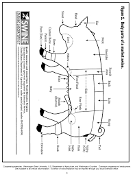 Monitoring Your Show Pigs Progress Animal Agriculture