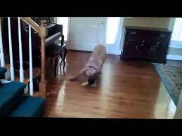 funny dogs sliding on wood floors