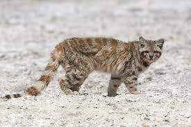 Jetzt preise auf guenstiger.de vergleichen und sparen! Andean Mountain Cat Leopardus Jacobita Wild Cat Species Cats Cat Species