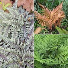 colourful hardy fern collection