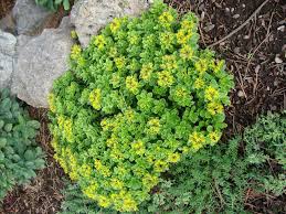 phedimus kamtschaticus golden carpet