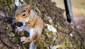 What To Do If You Find A Baby Squirrel On The Ground The Dodo