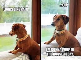 what to do when your dog s the rain
