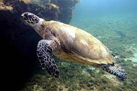 hawksbill sea turtle wikipedia
