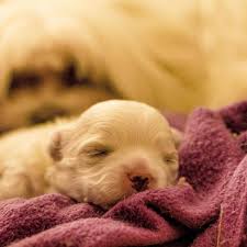 That said, bottle feeding may be a much safer and easier alternative for those newborn puppies under 8 ounces (230 g) may have to be fed one cc of milk per ounce of weight while puppies above. Why Won T My Puppy Eat Causes And What To Do