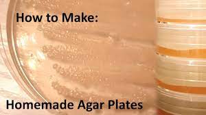 how to make homemade agar plates you