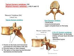 In this short video, features of atypical thoracic vertebrae are addressed. Thoracic Cage True Ribs Manubrium Sterni False Ribs Ppt Download