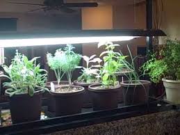Indoor Kitchen Herb Container Garden And Seedlings Growing Under Led Energy Saving Lights Youtube