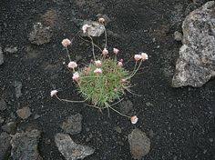 Cardamine glauca | Etna | Flora, Plants, Lava