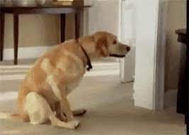 scooting dog gifs get the best gif on