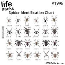 Spider Identification Chart 9gag