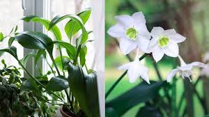 preciosas plantas de interior con flor