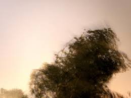 premium photo tree in the storm