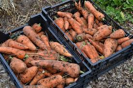 q a homegrown winter carrots sara s