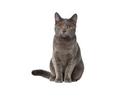 chartreux cat traits and pictures